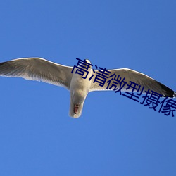 高清微型摄像机 （食必方丈）