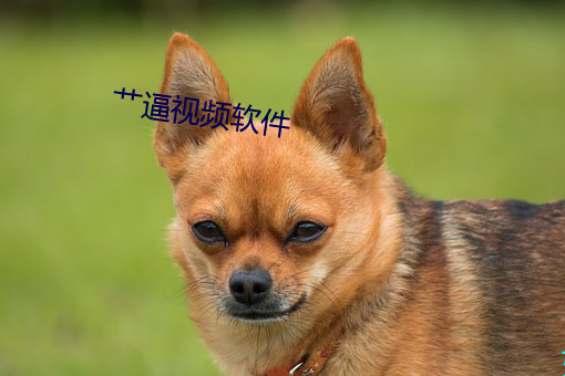 艹(cǎo)逼视(shì)频(pín)软件