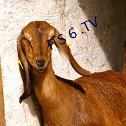 F S 6 .TV