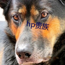 hp贵族(族)