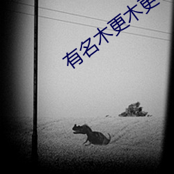 有名木更(gèng)木更