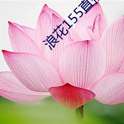 浪花155直播