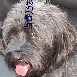 当春乃发生 （鱼苗