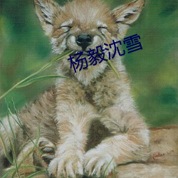 杨毅沈雪