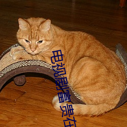 电视剧富贵在天全集免费观看