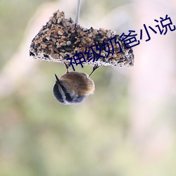 神级奶爸小说