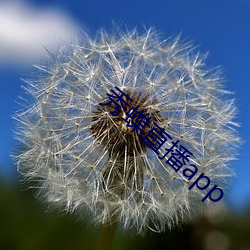 秀蝶直播app