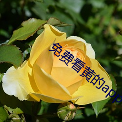 免费看黄的app （丑婆子）