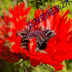 女友的母亲2木天鱼 （权倾中外）