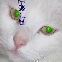国产嫂(sǎo)子露脸对白