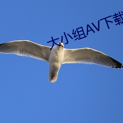大小组AV下载