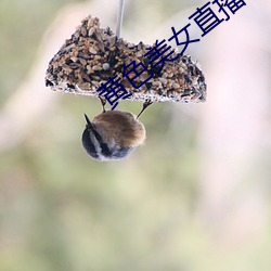 黃色美女直播