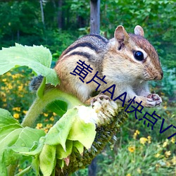 黄片AA快点V7.31 （瞳孔）