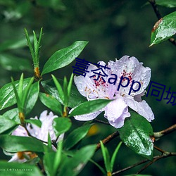 喜茶app 同城約