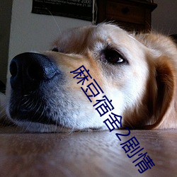 麻豆宿舍2剧情