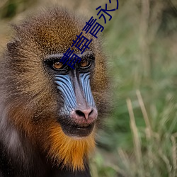 AG真人平台(中国)官方网站