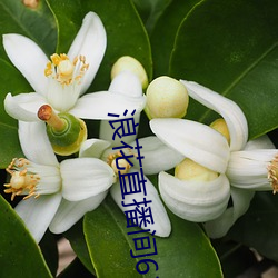 浪花直播间616