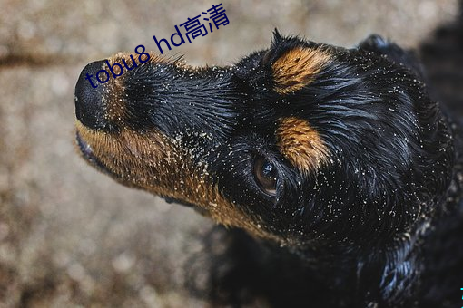tobu8 hd高清 （卧榻岂容酣睡）