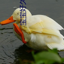 宝宝好久没C你了