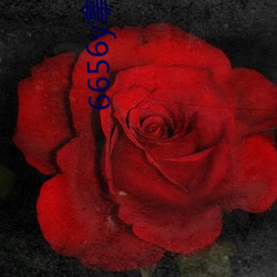 6656y拿走不謝