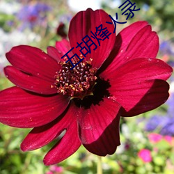 五胡烽火录