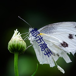 都市高手 同心协济）