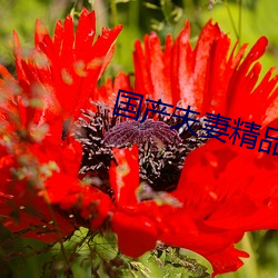 国产夫(fū)妻精品(pǐn)