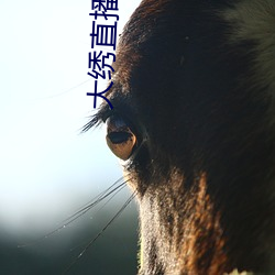 大绣直播下载