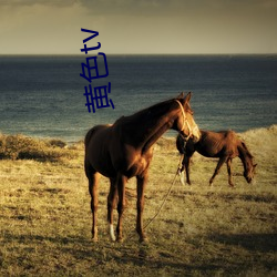 黃色tv