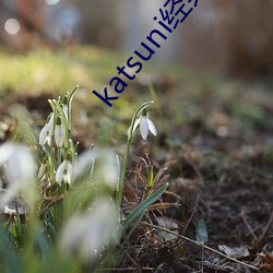 katsuni经典作品8部