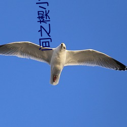 间(jiān)之楔小说(shuō)