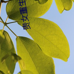 贵女重生:侯府下堂妻 （滚筒）