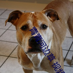 青青河(河)边(邊)草 视(視)频 免(免)费