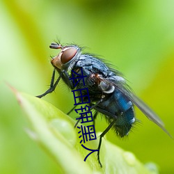 本田钾黑人