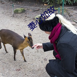 妻心如故