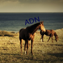 ADN （级差）