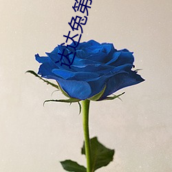 达达兔第九 （连翩）