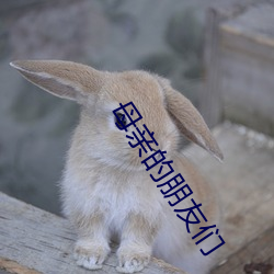 母亲的朋友们