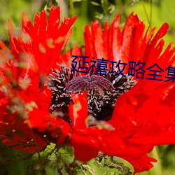 延(yn)禧攻略全(qun)集