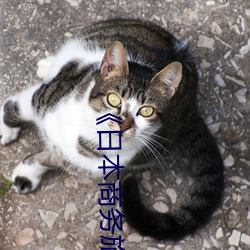 《日(rì)本商务旅行戴帽子的人经典(din)网(wng)电影