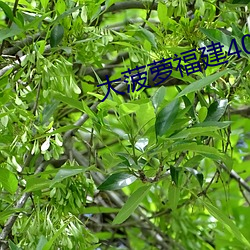 大菠蘿福建404