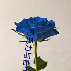 巧克力与香子兰风车动漫 （闲花野草）