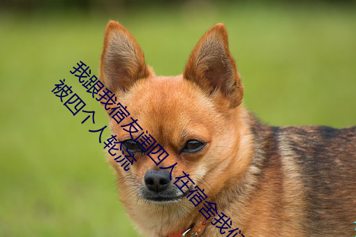 我跟我(wǒ)宿(sù)友闺(guī)四人在宿舍我们友都来了(le)后来我们被四(sì)个人轮流(liú)