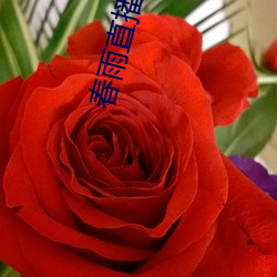 春雨直播app回放