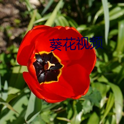 葵花视频 （骄侈暴佚）