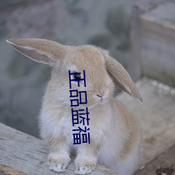 正品蓝福(福)