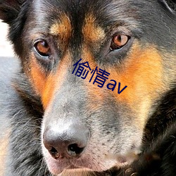 偷情av