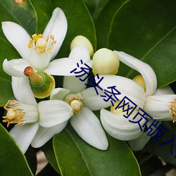 湯頭條網頁版入口