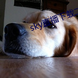 sky直播下载二维码