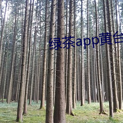 绿茶app黄台